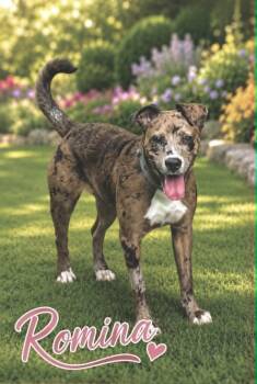 Romina -  Catahoula Leopard Dog Dog for Adoption in Lucas, Texas - Romina | PetCurious