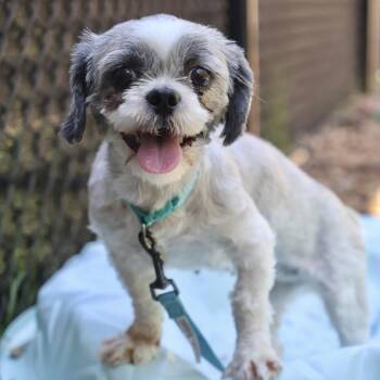 Shih Tzu Dogs Available for Adoption in Briarcliff Manor, New York - Nella | PetCurious
