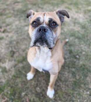 Boxer and Mixed Breed Dogs Available for Adoption - Popeye | PetCurious