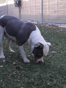 Rescue Pit Bull Terrier Dogs for Adoption in Portsmouth, Virginia - Mama Jolene | PetCurious