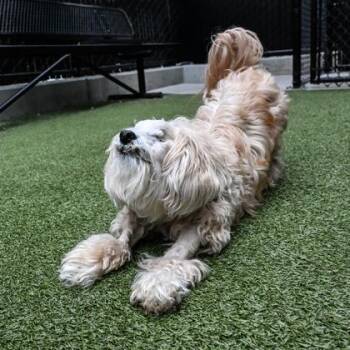Tumbleweed -  Maltese and Mixed Breed Dog for Adoption in Bellevue, Washington - Tumbleweed | PetCurious