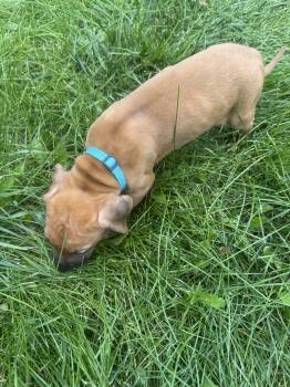 Blue boy  -  Rhodesian Ridgeback Dog for Sale in Monument, Colorado - Blue Boy  | PetCurious