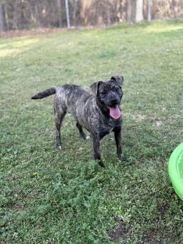 Mixed Breed Dogs Available for Adoption in Elberton, Georgia - Willow 11970 | PetCurious