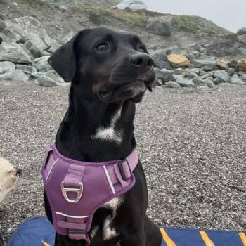 Rescue Blue Lacy and Black Labrador Retriever Dogs for Adoption in San Rafael, California - Violet | PetCurious