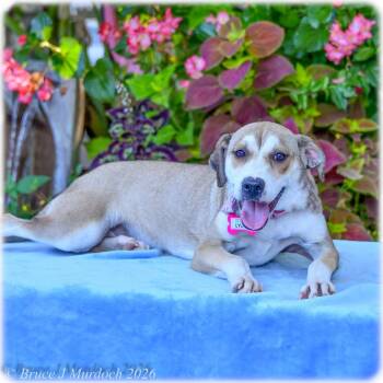 Lydia -  Labrador Retriever Dog for Adoption in Wake Forest, North Carolina - Lydia | PetCurious