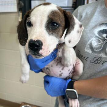 Amy Lee -  Mountain Cur and English Pointer Dog for Adoption in Jacksboro, Tennessee - Amy Lee | PetCurious