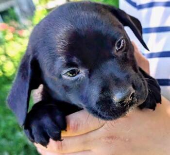 Pine Evergreen -  Labrador Retriever Dog for Adoption in Andover, Massachusetts - Pine Evergreen | PetCurious
