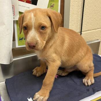 Nebula -  Mixed Breed Dog for Adoption in Memphis, Tennessee - Nebula | PetCurious