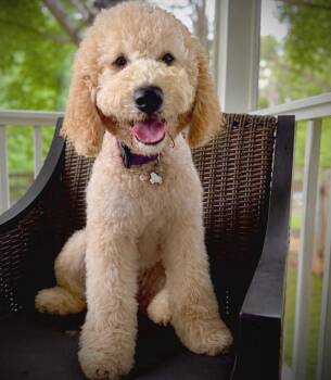 Gladys -  Goldendoodle Dog for Adoption - Gladys | PetCurious