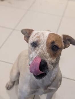 Rescue Australian Cattle Dog Blue Heeler and Pit Bull Terrier Dogs for Adoption in Ridgway, Colorado - Pepe | PetCurious