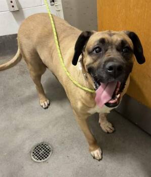 ROXY -  Mastiff Dog for Adoption - ROXY | PetCurious