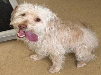 CREME -  Cairn Terrier and Poodle Dog for Adoption in Derwood, Maryland - CREME | PetCurious
