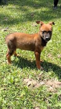 Mixed Breed Dogs Available for Adoption in Medfield, Massachusetts - Ruby | PetCurious