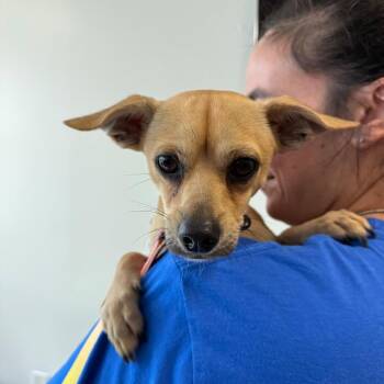 TRISTAN -  Chihuahua Dog for Adoption in Waterford, New Jersey - TRISTAN | PetCurious