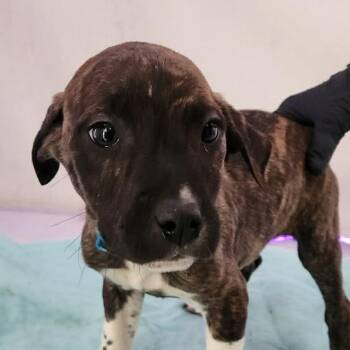 Arden -  Pit Bull Terrier and Mixed Breed Dog for Adoption in Oakville, Washington - Arden | PetCurious