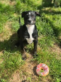 Terrier and Hound Dogs Available for Adoption in Dover, Arkansas - Scout | PetCurious