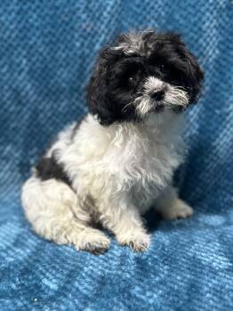 LIZZY -  Shih Poo Dog for Adoption in Rossford, Ohio - LIZZY | PetCurious