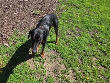 Doberman Pinscher Dogs Available for Adoption in Barrington, Illinois - Nicky | PetCurious