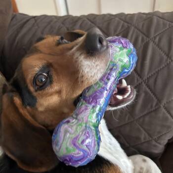 Rescue Beagle Dogs for Adoption - Benji | PetCurious