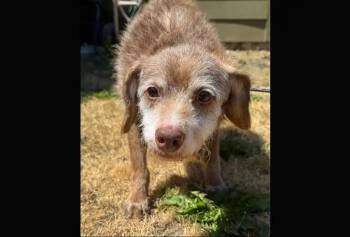 Rescue Australian Cattle Dog Blue Heeler and Poodle Dogs for Adoption in Coupeville, Washington - Tatu | PetCurious