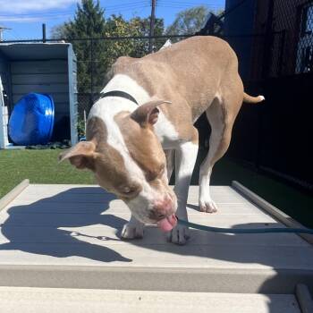 Lychee -  Mixed Breed Dog for Adoption in Pittsburgh, Pennsylvania - Lychee | PetCurious