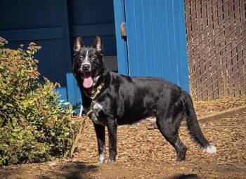 Blue -  German Shepherd Dog and Australian Cattle Dog Blue Heeler Dog for Adoption in Vancouver, Washington - Blue | PetCurious