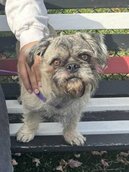 Archie -  Brussels Griffon Dog for Adoption in Perth Amboy, New Jersey - Archie | PetCurious