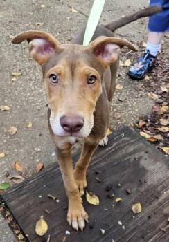 Jeep -  Hound Dog for Adoption in Mobile, Alabama - Jeep | PetCurious