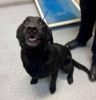 Labrador Retriever Dogs Available for Adoption in Williamsburg, Iowa - Winston | PetCurious