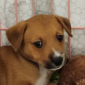 Pebbles -  Mixed Breed Dog for Adoption in Austin, Texas - Pebbles | PetCurious