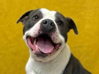 Pit Bull Terrier Dogs Available for Adoption - Atlas | PetCurious