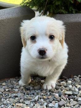 Oak -  Shih Tzu and Poodle Dog for Adoption in Wake Forest, North Carolina - Oak | PetCurious