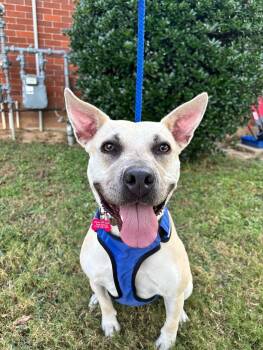 Rescue American Staffordshire Terrier and Carolina Dog Dogs for Adoption in Aiken, South Carolina - Amelia | PetCurious