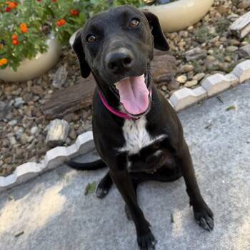 Zelda -  Labrador Retriever Dog for Adoption in Harlingen, Texas - Zelda | PetCurious