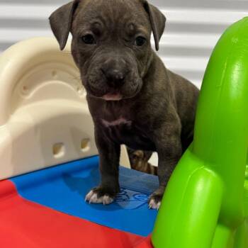 Maci -  Hound and Mixed Breed Dog for Adoption in Pinellas Park, Florida - Maci | PetCurious