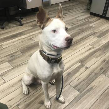 DiNozzo -  Mixed Breed Dog for Adoption in Henderson, Kentucky - DiNozzo | PetCurious