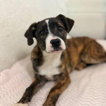 Mixed Breed Dogs Available for Adoption in Aldie, Virginia - Falafel | PetCurious