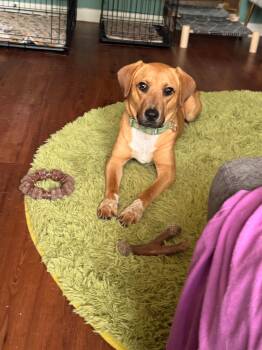Ollie -  Labrador Retriever Dog for Adoption in Mooresville, North Carolina - Ollie | PetCurious