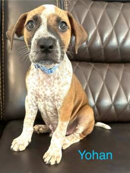 Yohan - CS -  Mixed Breed Dog for Adoption in Columbia, Maryland - Yohan - CS | PetCurious