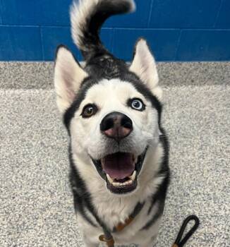 Diesel -  Siberian Husky Dog for Adoption in Golden, Colorado - Diesel | PetCurious