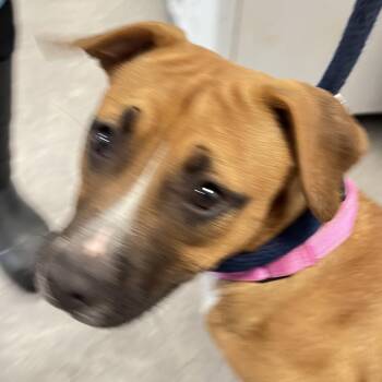 Munchie -  Mixed Breed Dog for Adoption in Philadelphia, Pennsylvania - Munchie | PetCurious