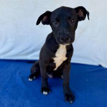 Gnochi -  Black Labrador Retriever Dog for Adoption in Carencro, Louisiana - Gnochi | PetCurious