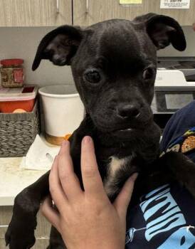 Bauble -  Pug and Mixed Breed Dog for Adoption in Kansas City, Missouri - Bauble | PetCurious