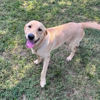 Truman -  Yellow Labrador Retriever and Mixed Breed Dog for Adoption in Brownsboro, Alabama - Truman | PetCurious