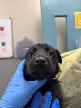 Labrador Retriever and Belgian Shepherd Malinois Dogs Available for Adoption in Las Vegas, Nevada - CONFLEIS | PetCurious