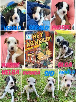 Hey Arnold! Pups -  American Bulldog Dog Available for Adoption in Port St. Lucie, Florida - Hey Arnold! Pups | PetCurious
