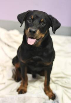 Preston in NH. Come Meet our Adoptable Dogs Wednesday-Saturday.  -  Rottweiler Dog for Adoption in Manchester, New Hampshire - Preston In NH. Come Meet Our Adoptable Dogs Wednesday-Saturday.  | PetCurious