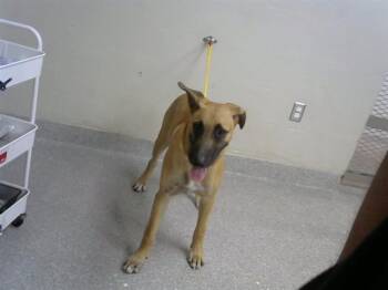 A187334 -  Black Mouth Cur Dog for Adoption in Pasadena, Texas - A187334 | PetCurious