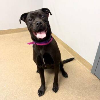 IVY -  Pit Bull Terrier and Labrador Retriever Dog for Adoption in Aurora, Colorado - IVY | PetCurious