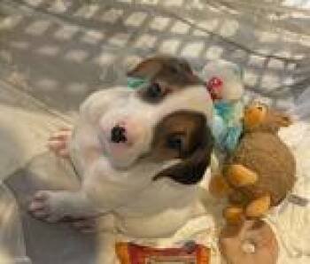Winter -  Hound and Terrier Dog for Adoption in Cashiers, North Carolina - Winter | PetCurious